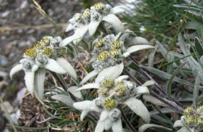 Rezervatia stiintifica Piatra Rea