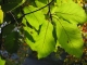 Arboretele de fag de la Raul Mic - moneasa